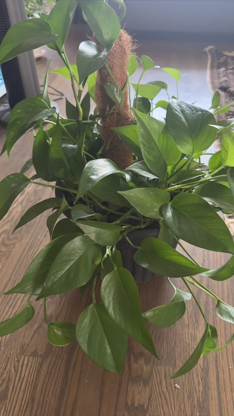 Potted Pothos Plant thumbnail