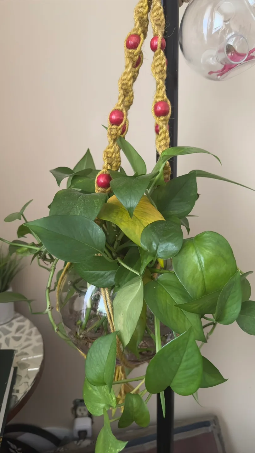 Potted Pothos Plant in Hanging Planter thumbnail