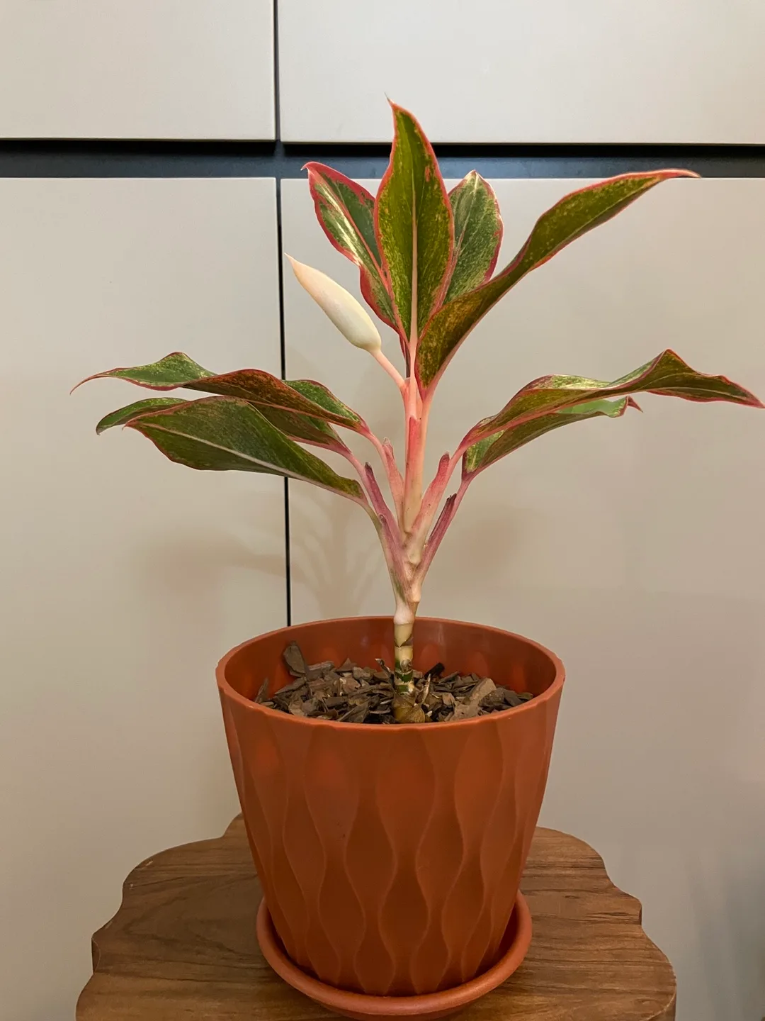 Red Aglaonema Plant in Pot thumbnail