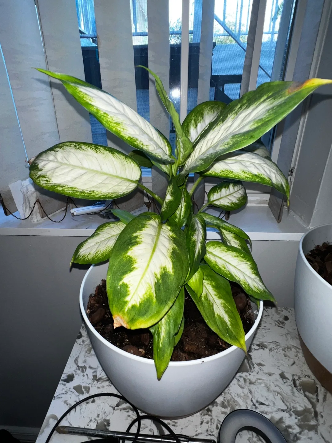 2 Sets of Plants with Supplies (SELLING TOGETHER) image indicator(3)