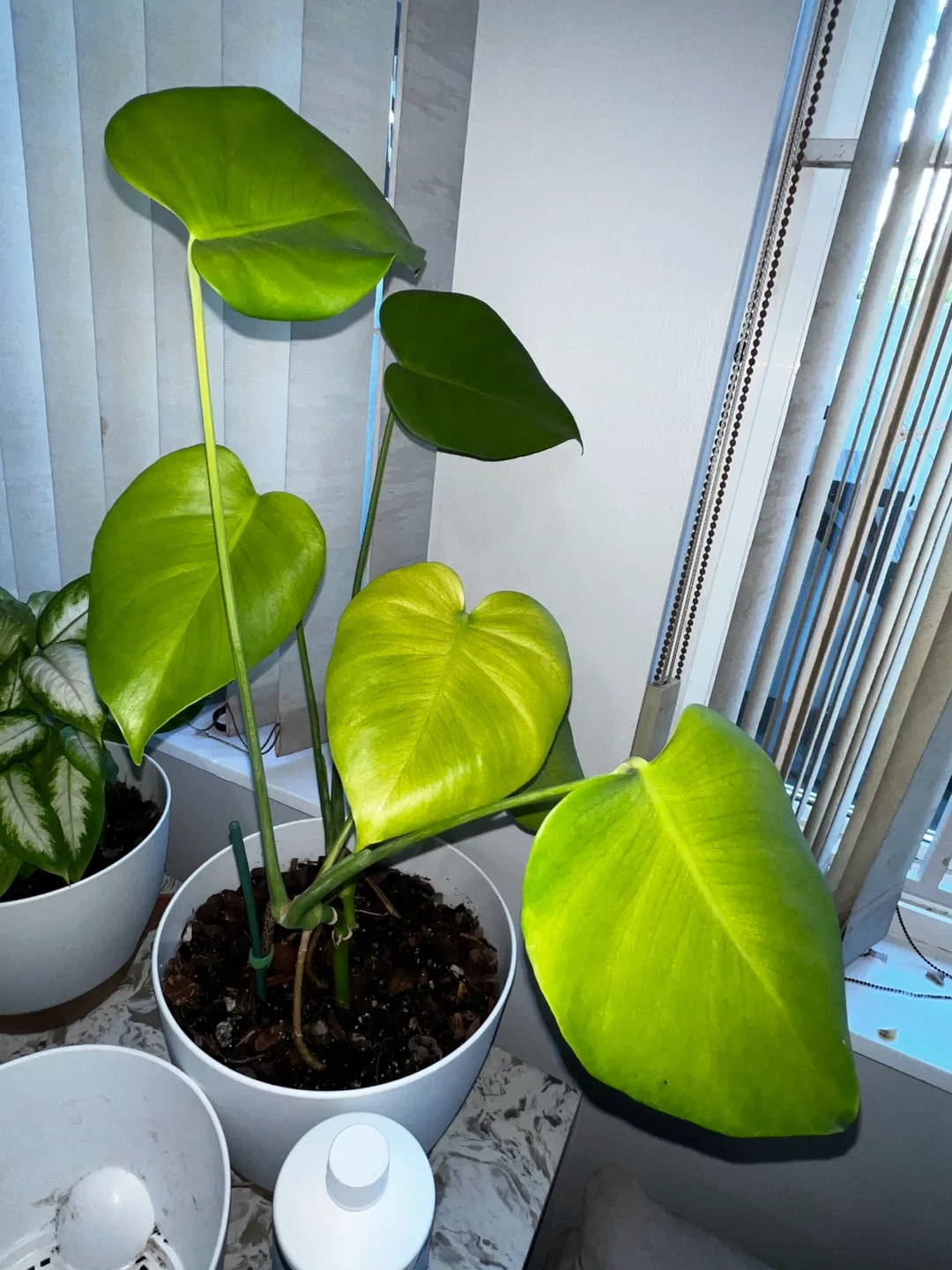 2 Sets of Plants with Supplies (SELLING TOGETHER) image indicator(2)