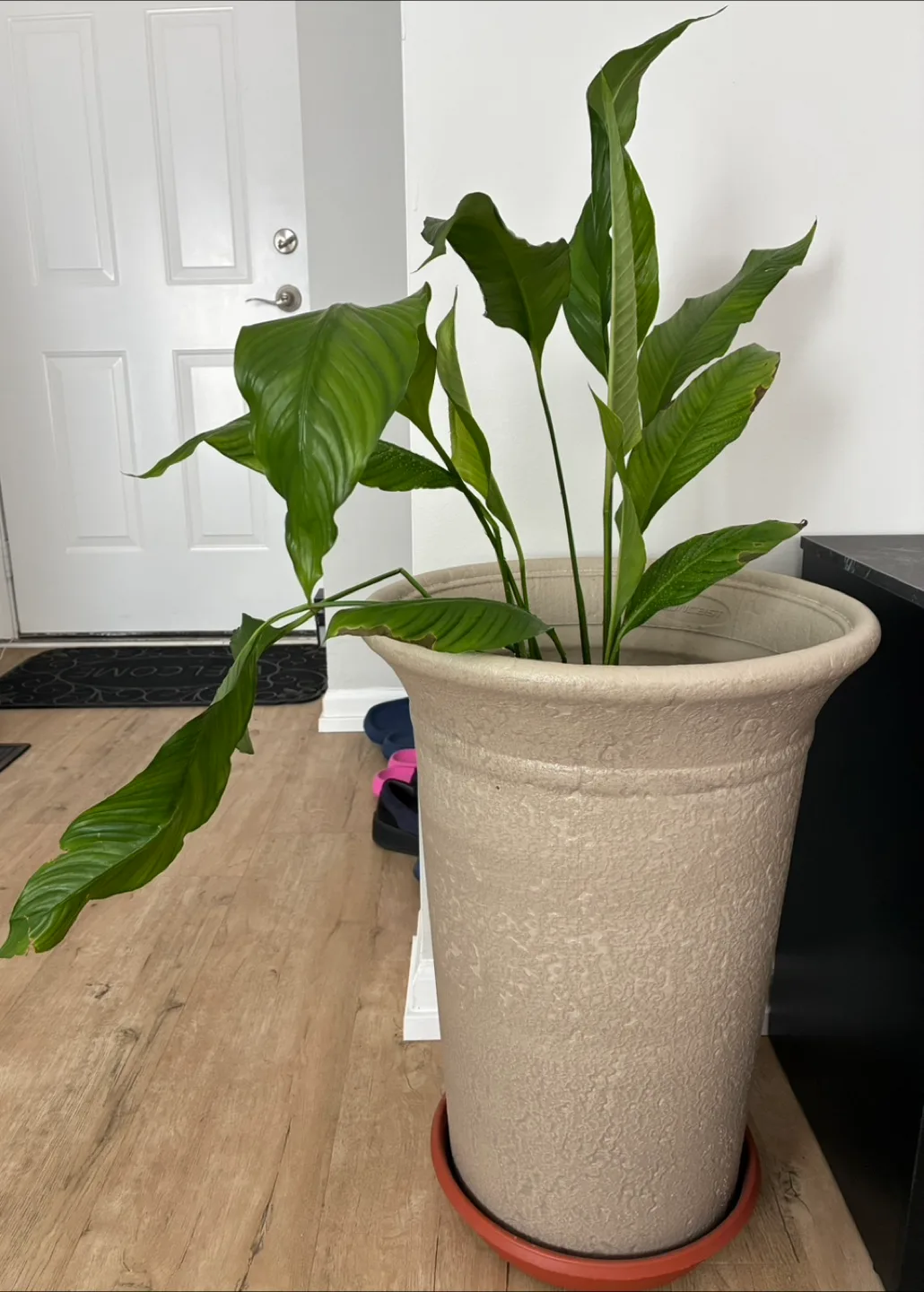 [Moving Sale] Potted Peace Lily Plant thumbnail