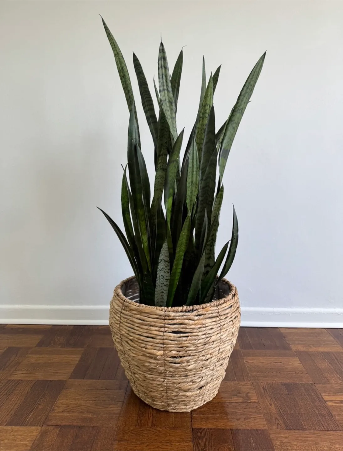 Large Seagrass Woven Planter Basket thumbnail