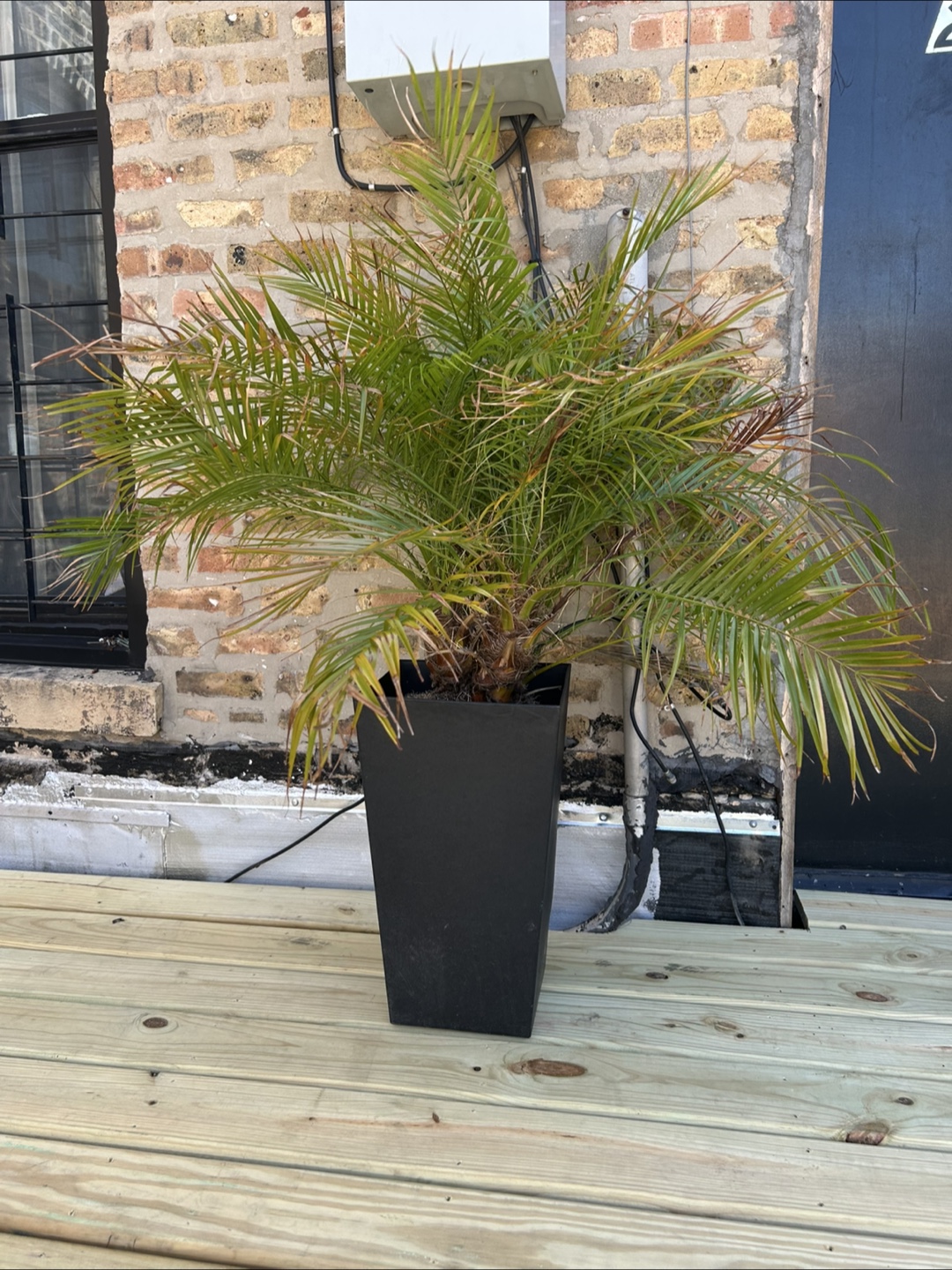 2x large palm plants