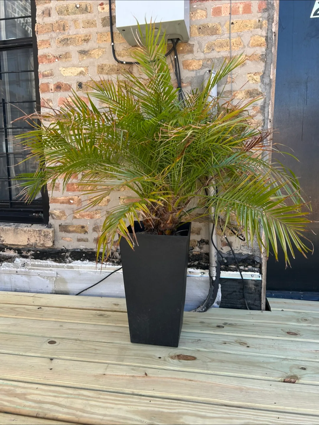 2x large palm plants thumbnail