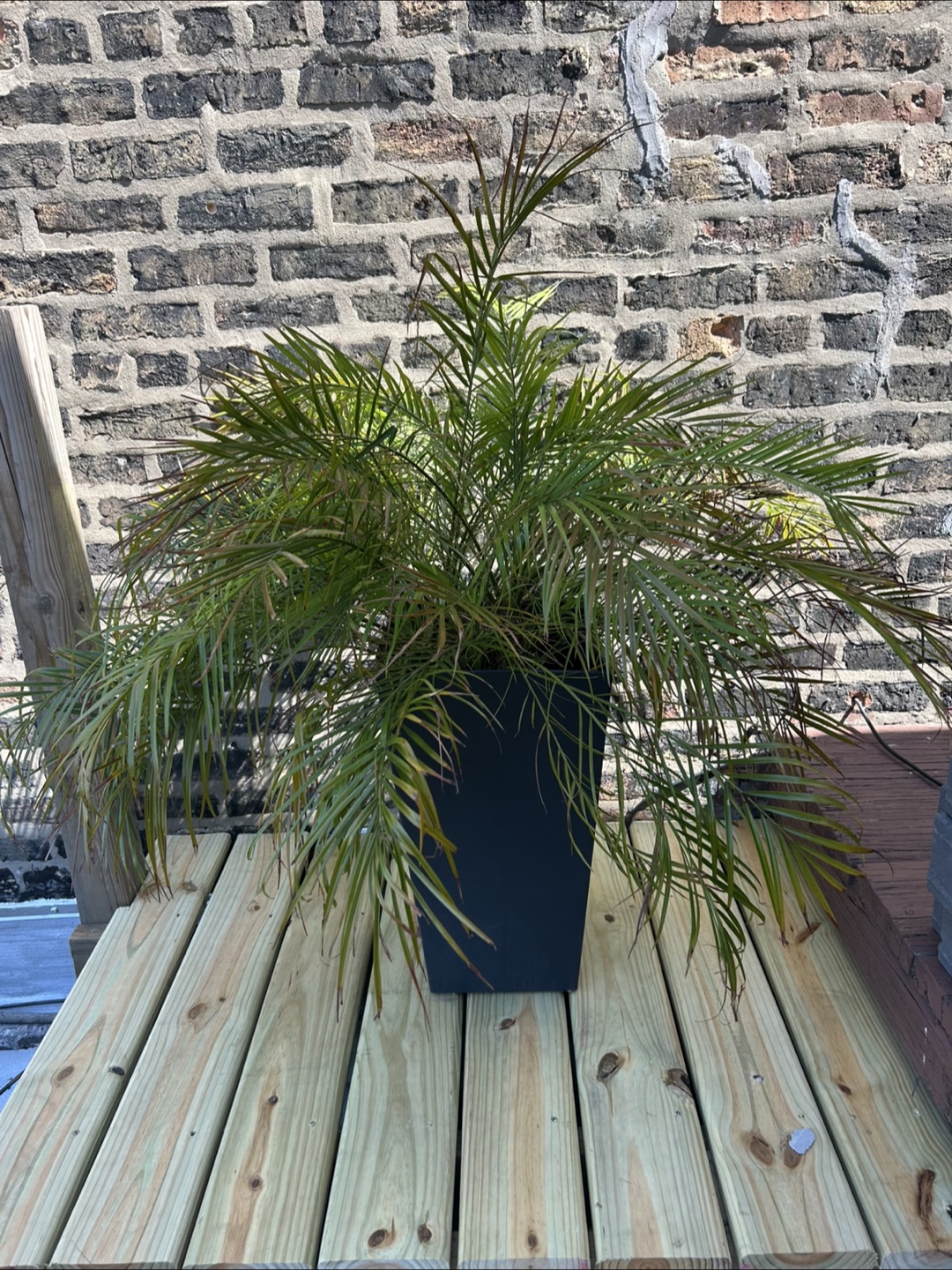 2x large palm plants - photo 2