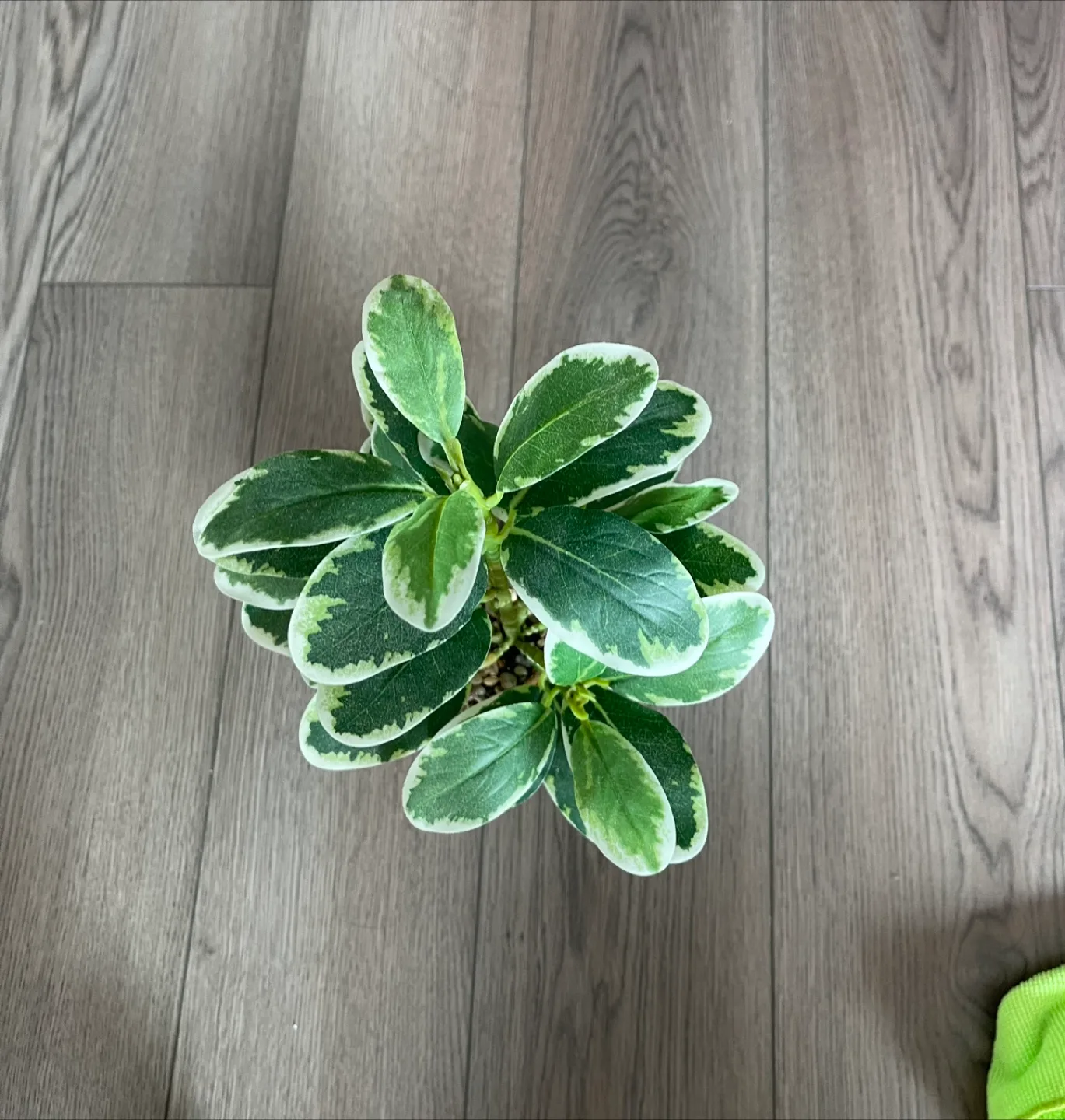 Artificial Plant with White Pot image indicator(2)