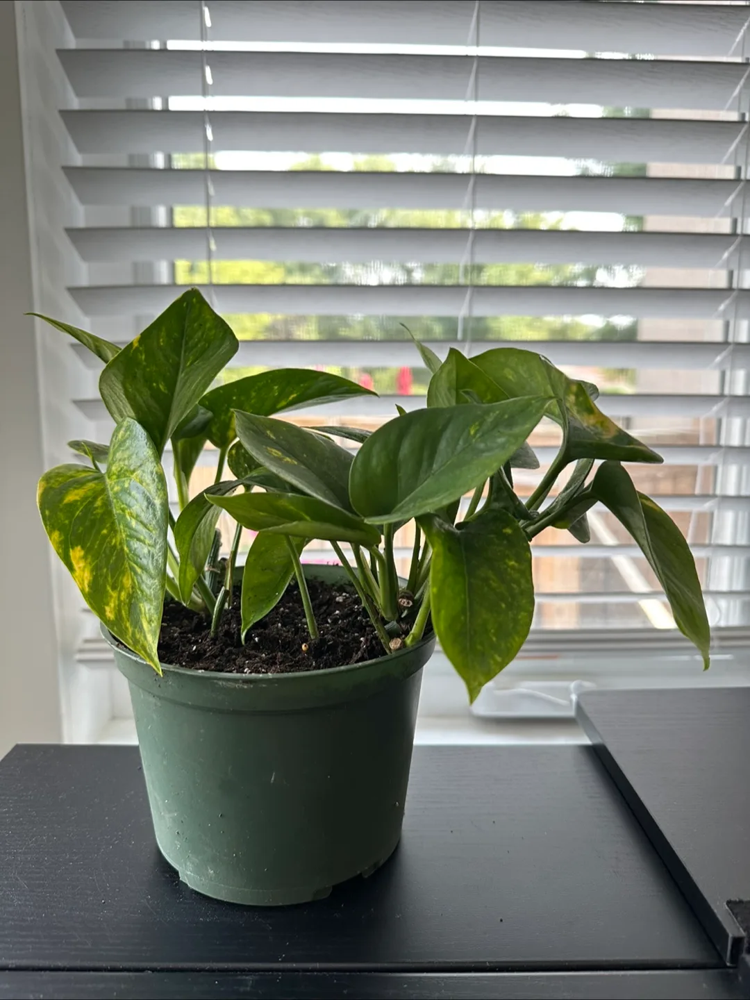 🧡 Pothos Plant thumbnail