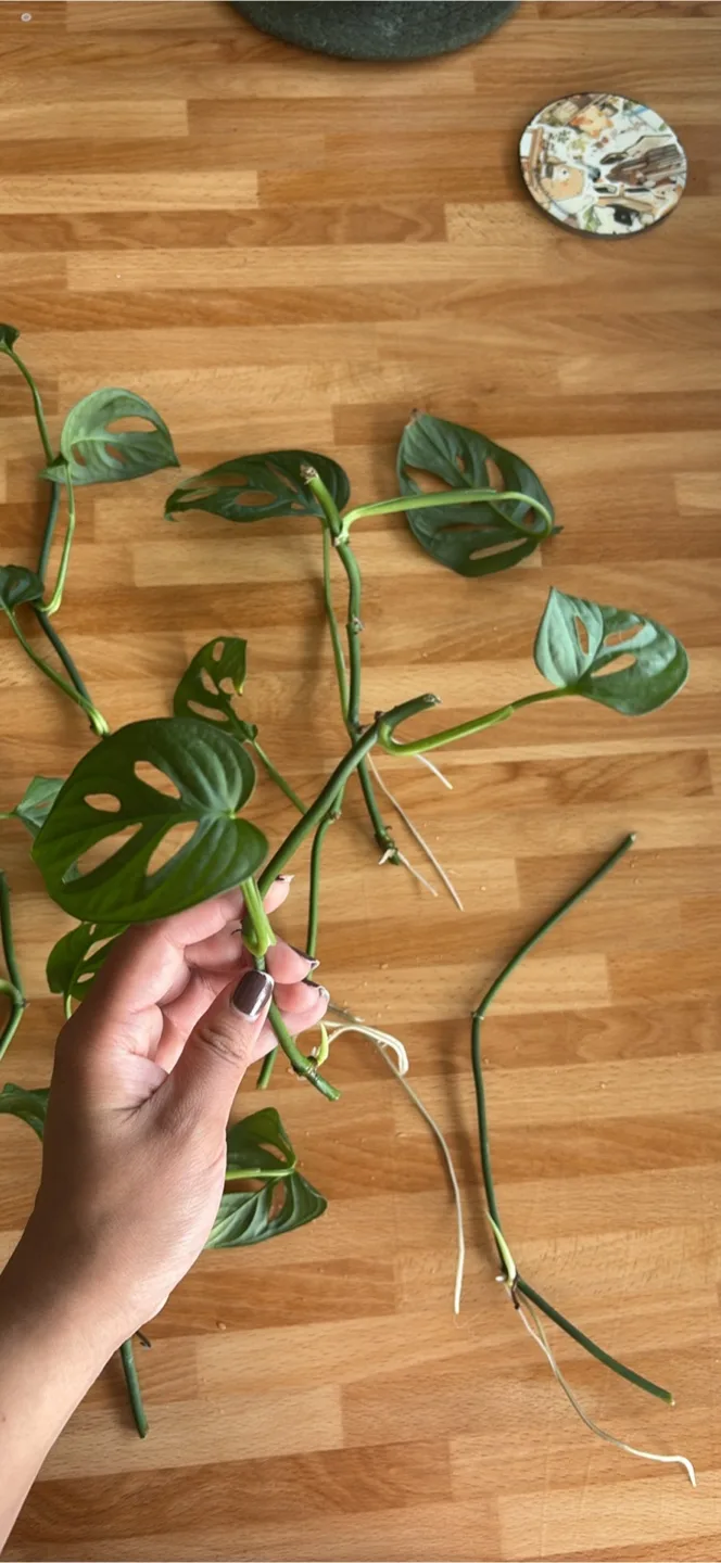 Monstera mini and  swiss cheese plant image indicator(2)