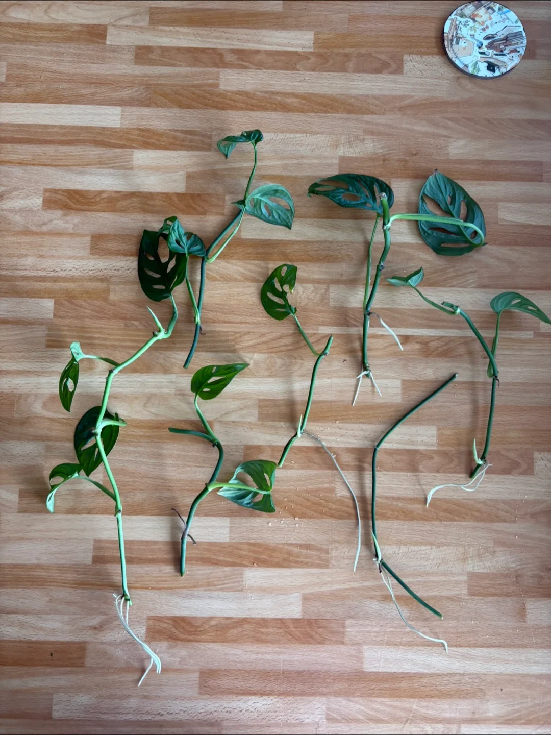 Monstera mini and  swiss cheese plant image indicator(3)