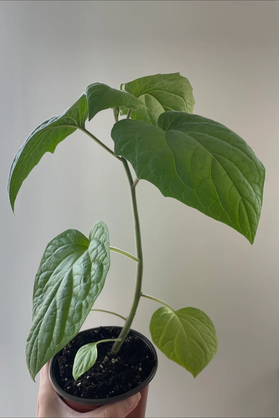Golden berry - fruits in months! thumbnail