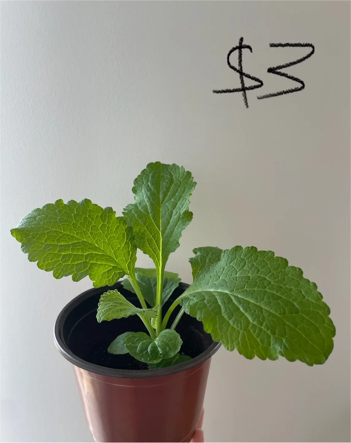 Foxglove seedlings - buy 2 get 3rd pot for free thumbnail