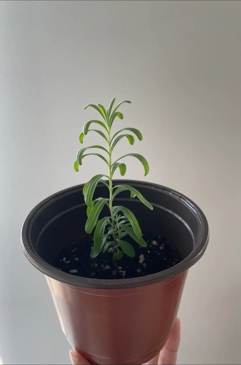 Lavender Seedling with new growth! thumbnail