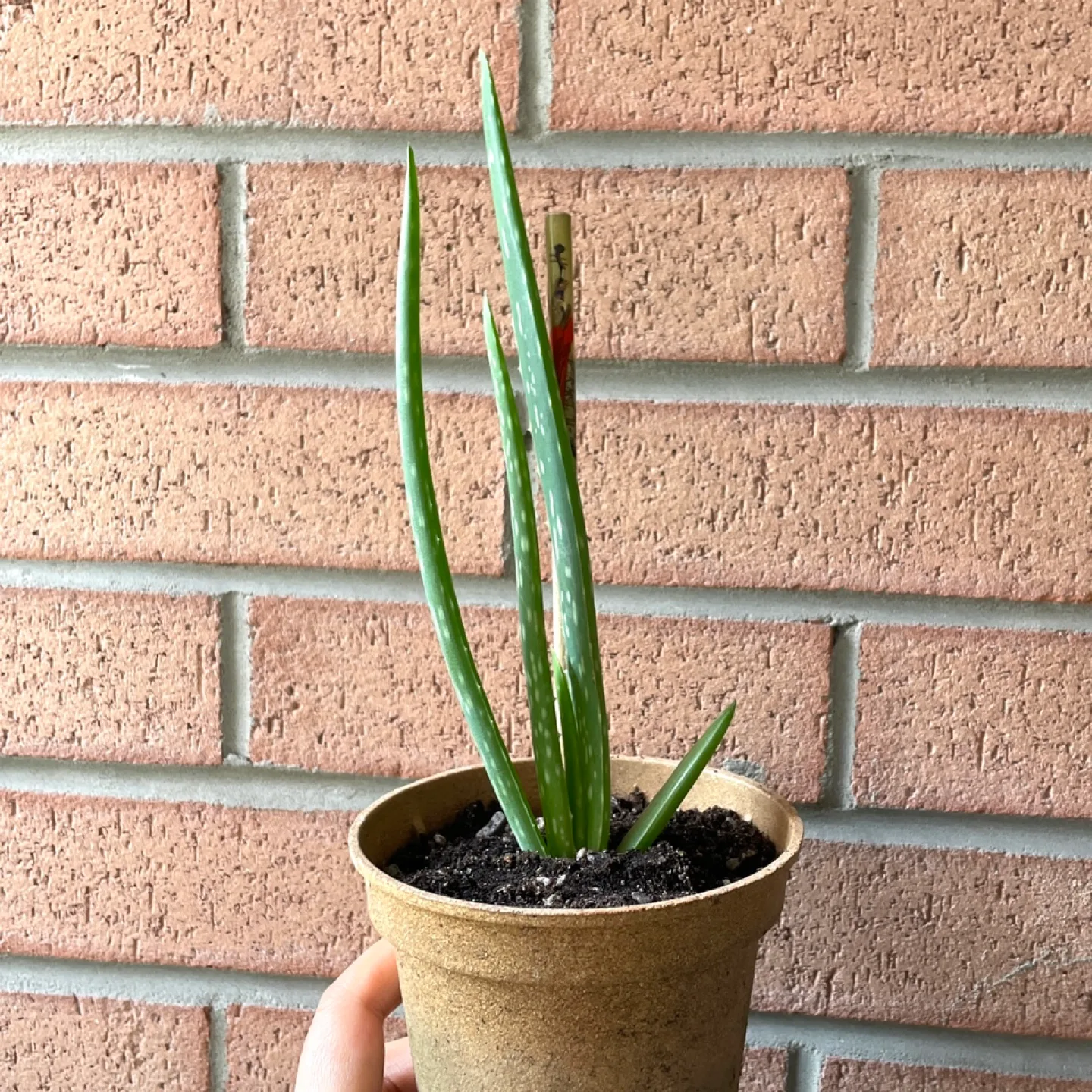 Aloe Vera Plant 9” tall thumbnail