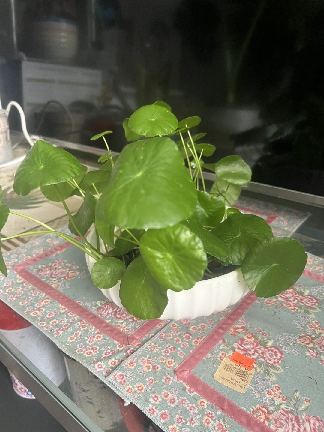 Beautiful Dollar coin plant - photo 3