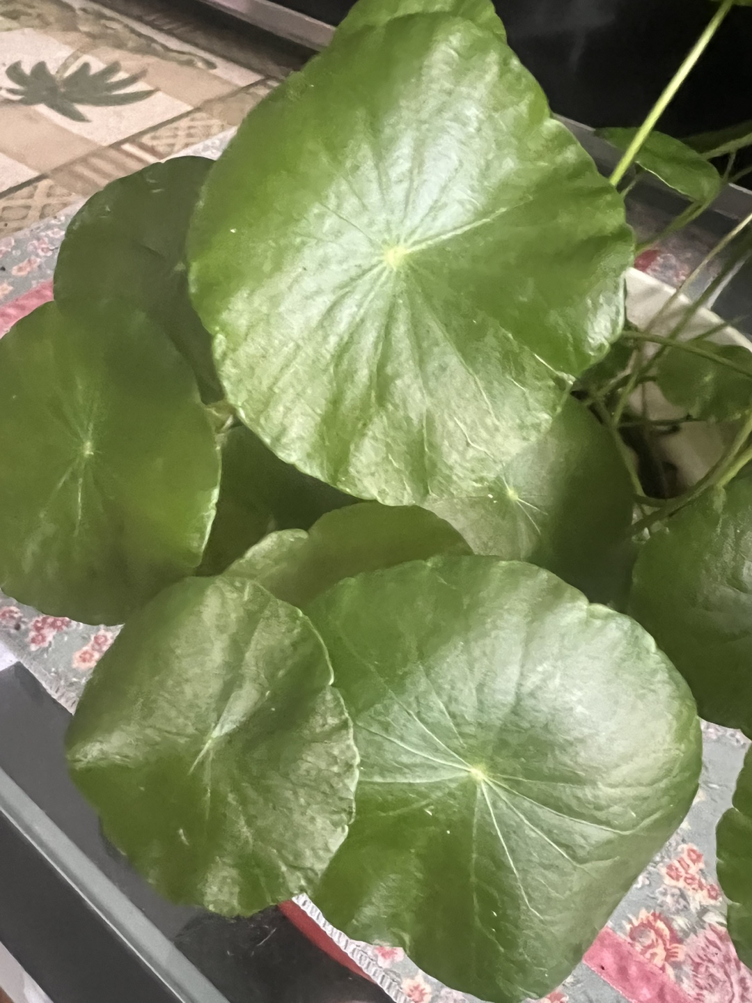 Beautiful Dollar coin plant