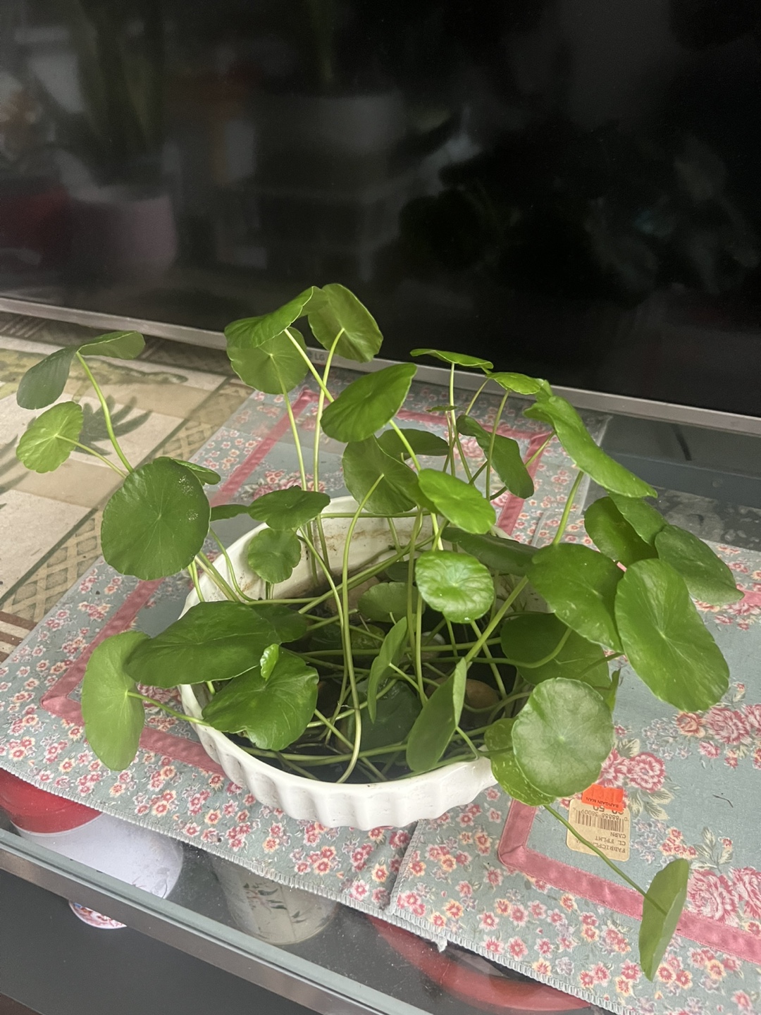 Beautiful Dollar coin plant - photo 5