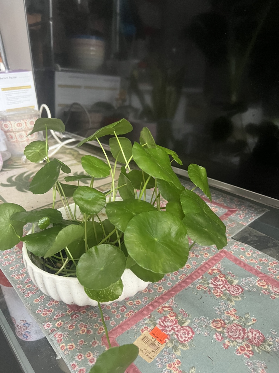 Beautiful Dollar coin plant - photo 2