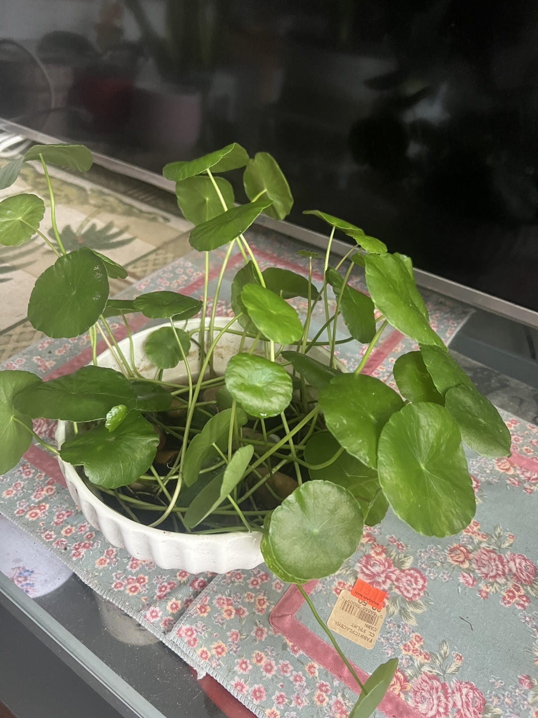 Beautiful Dollar coin plant - photo 4