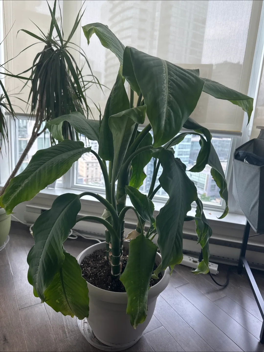 Potted Peace Lily Plant thumbnail