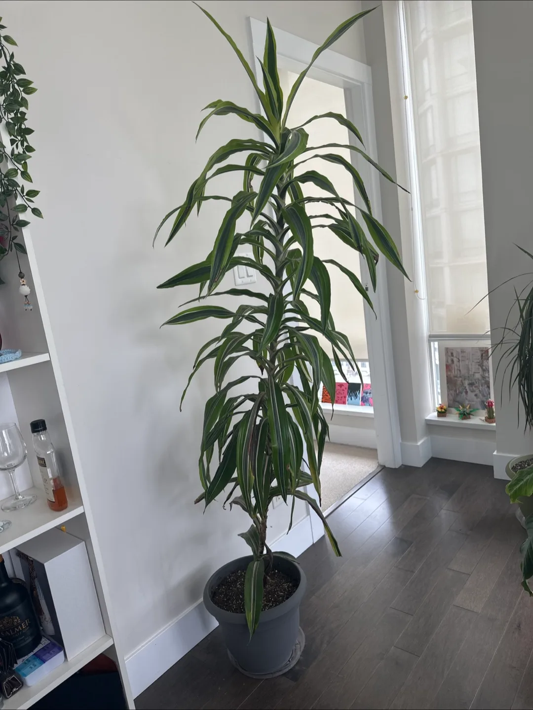 Dracaena Marginata Plant thumbnail