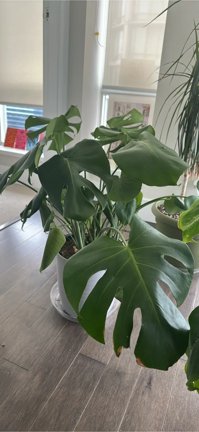 Monstera Plant thumbnail