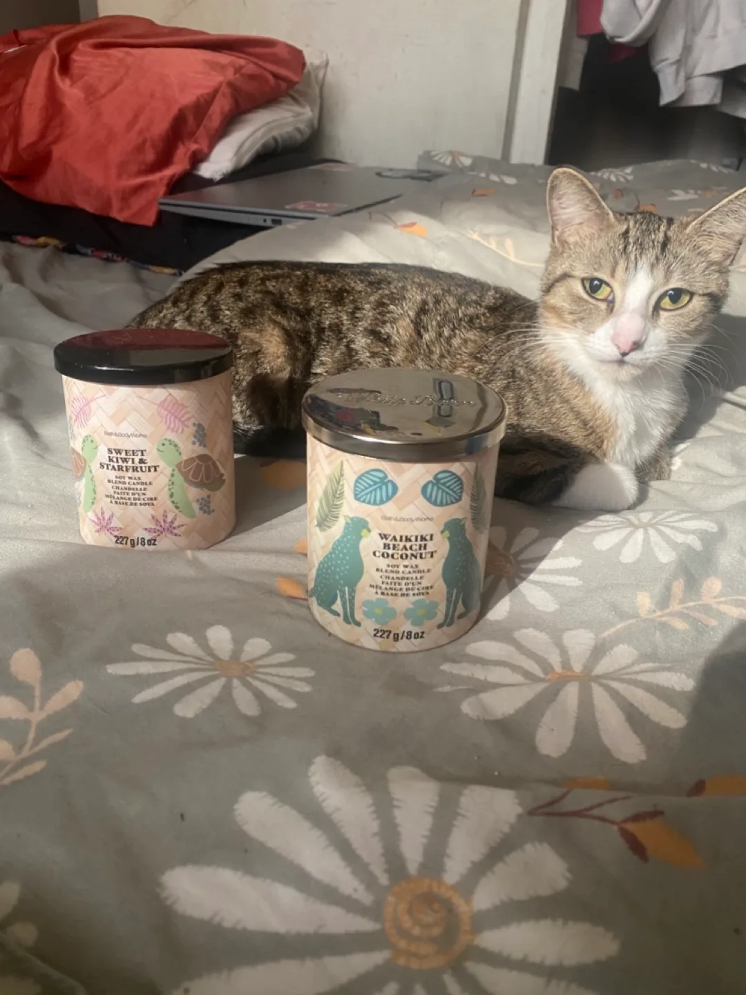 2 Empty Bath & Body Works Waikiki Beach Coconut Candle thumbnail