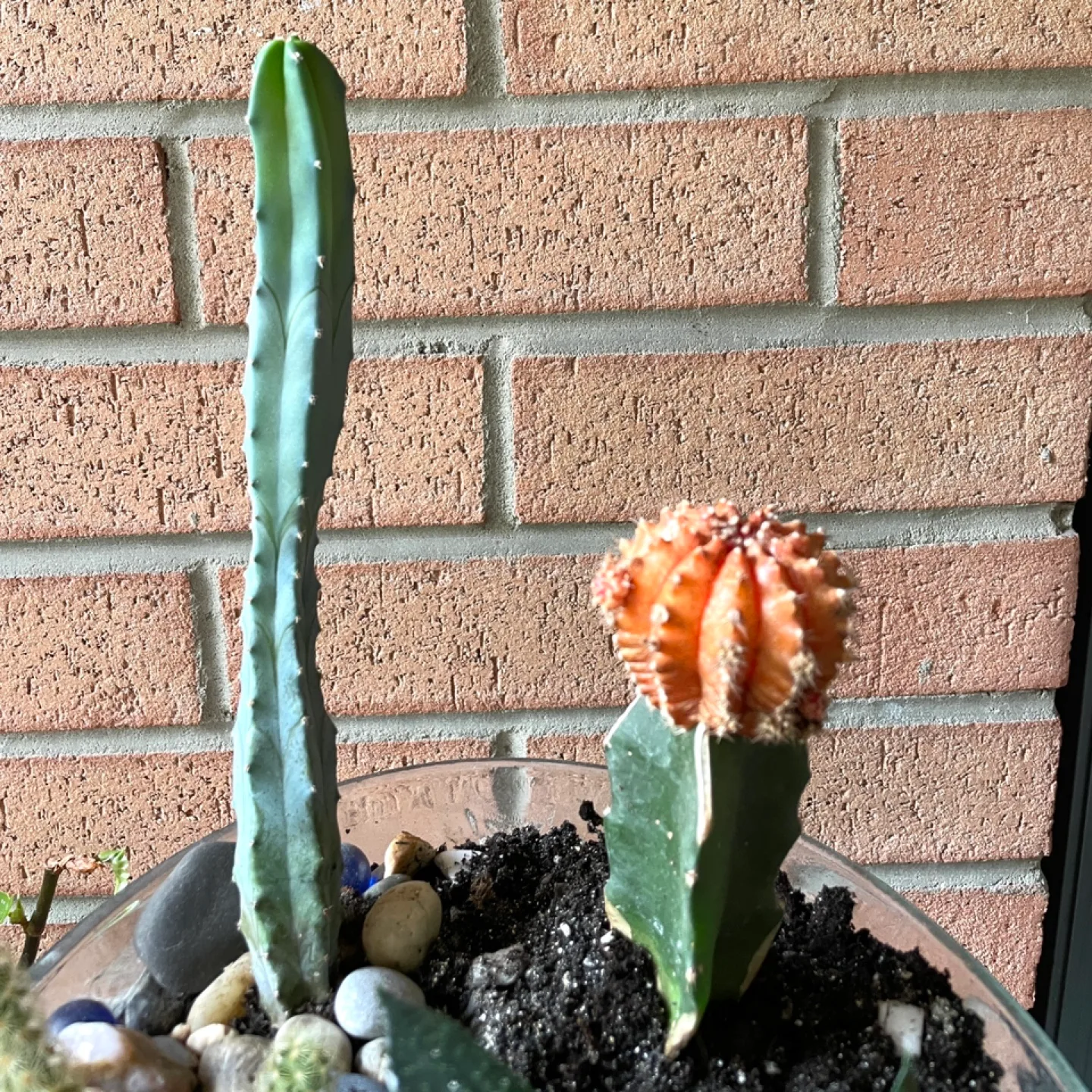 A lovely pair of cactus thumbnail