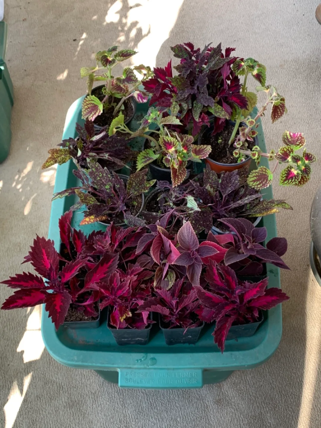 Coleus Plants - Assorted Varieties 🧡 thumbnail