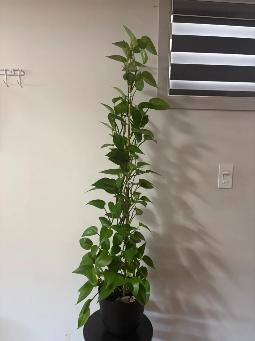 Large healthy Golden Pothos plant image indicator(6)