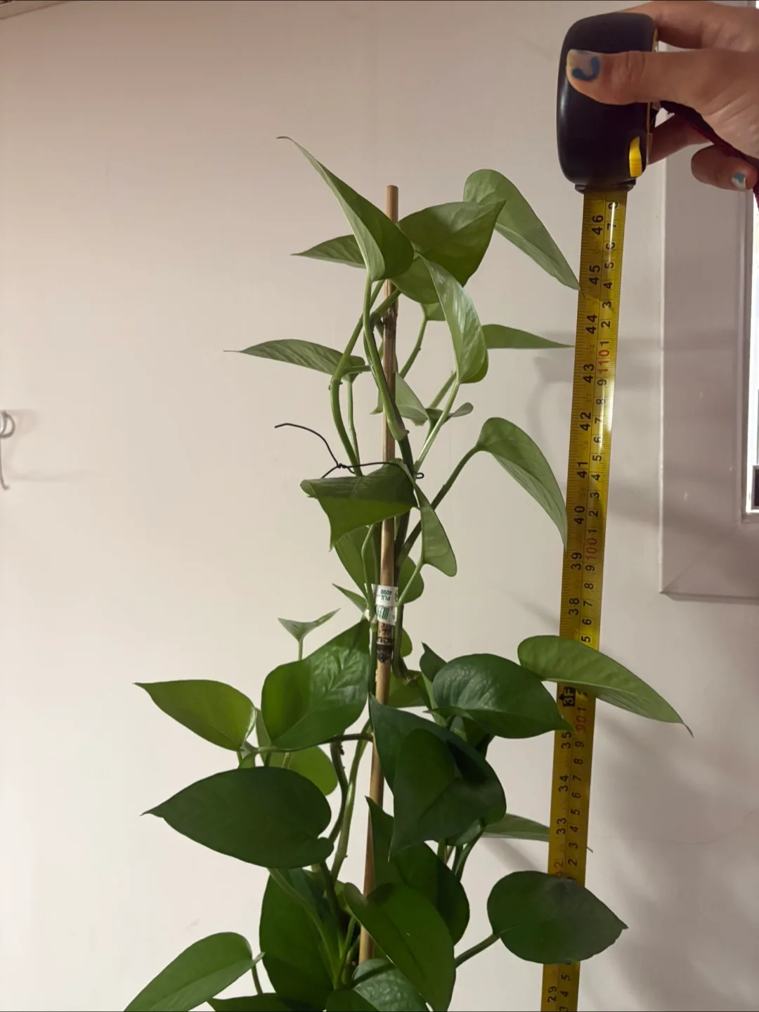 Large healthy Golden Pothos plant image indicator(5)