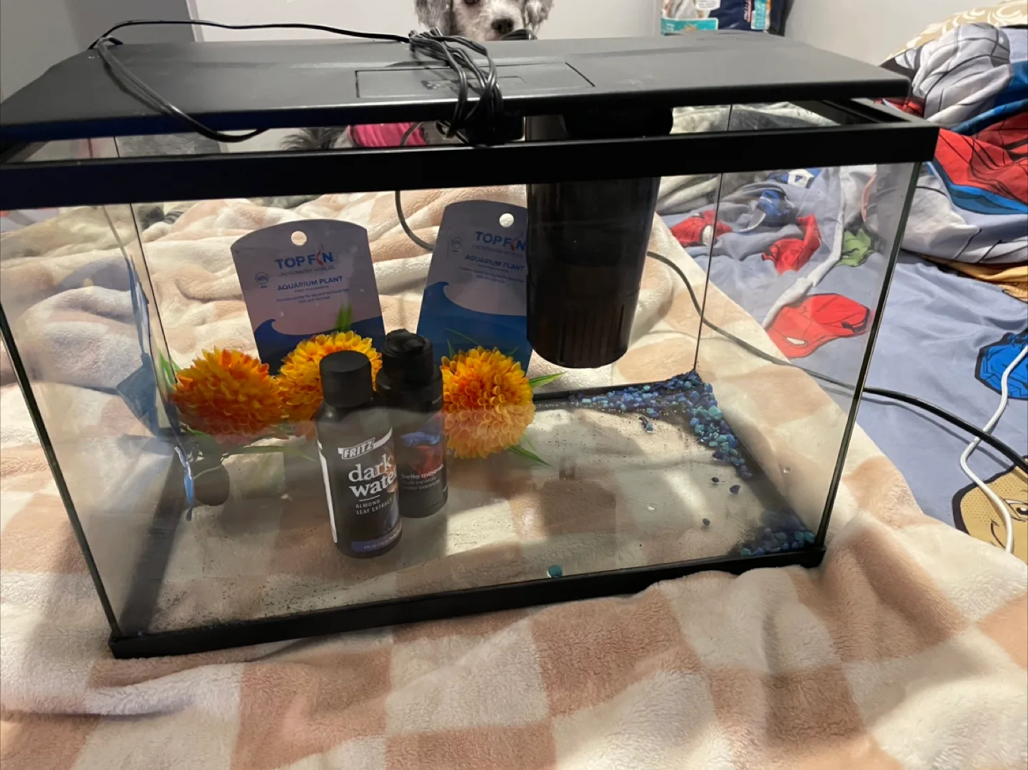 5G Fish Tank Setup thumbnail