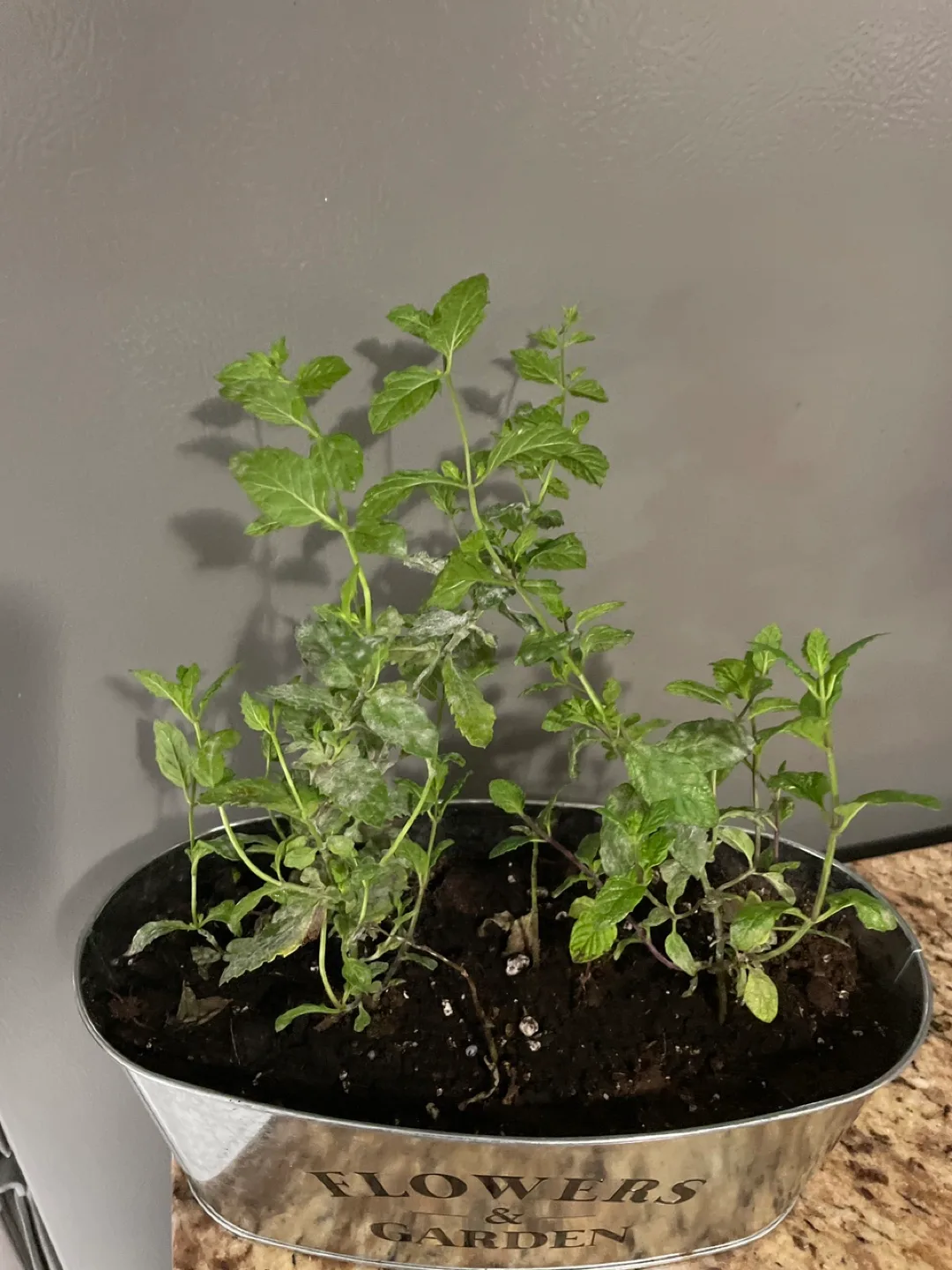 Fresh mint in a Planter thumbnail