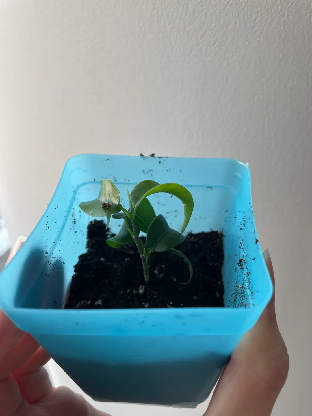 Small Ficus Benjamina Plant potted 🧡 thumbnail