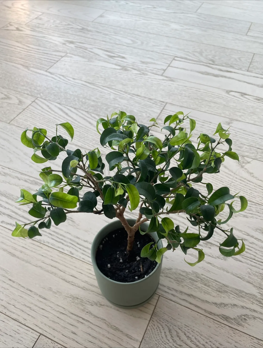 Small Ficus Benjamina Plant potted image indicator(2)
