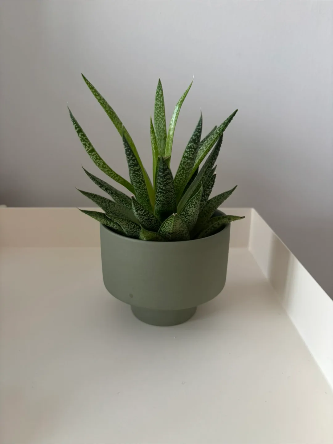 Gasteria Plant with Green Pot - Home Decor thumbnail
