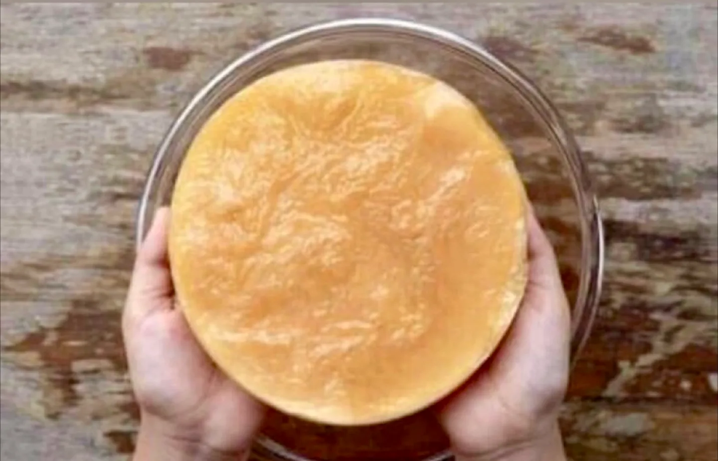 XL kombucha Scoby thumbnail