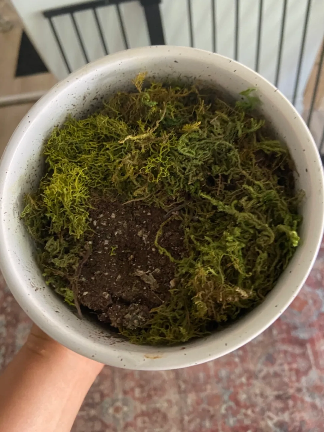 Speckled White Plant Pot thumbnail