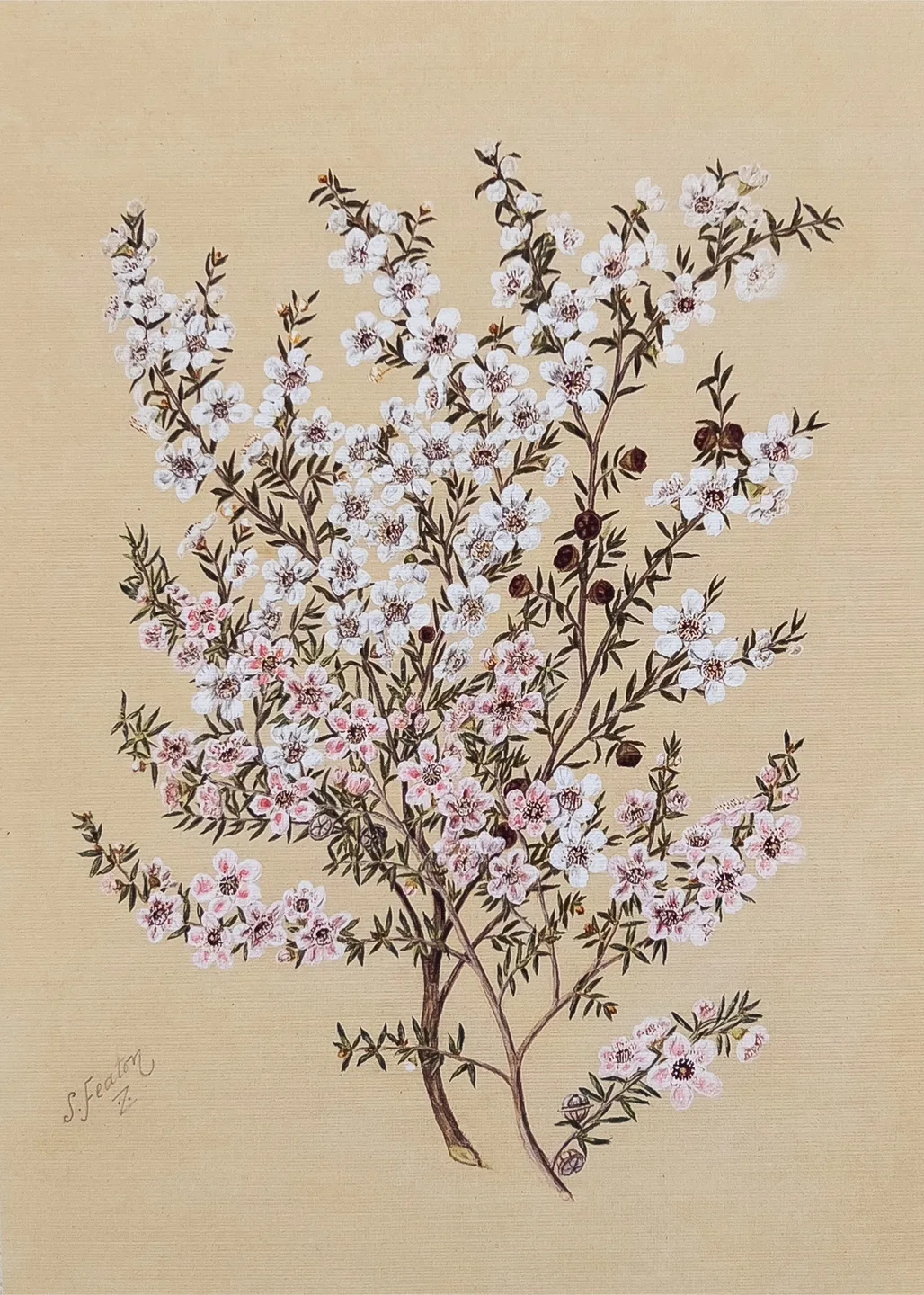 Manuka Flower Framed Vintage Art Print image indicator(3)