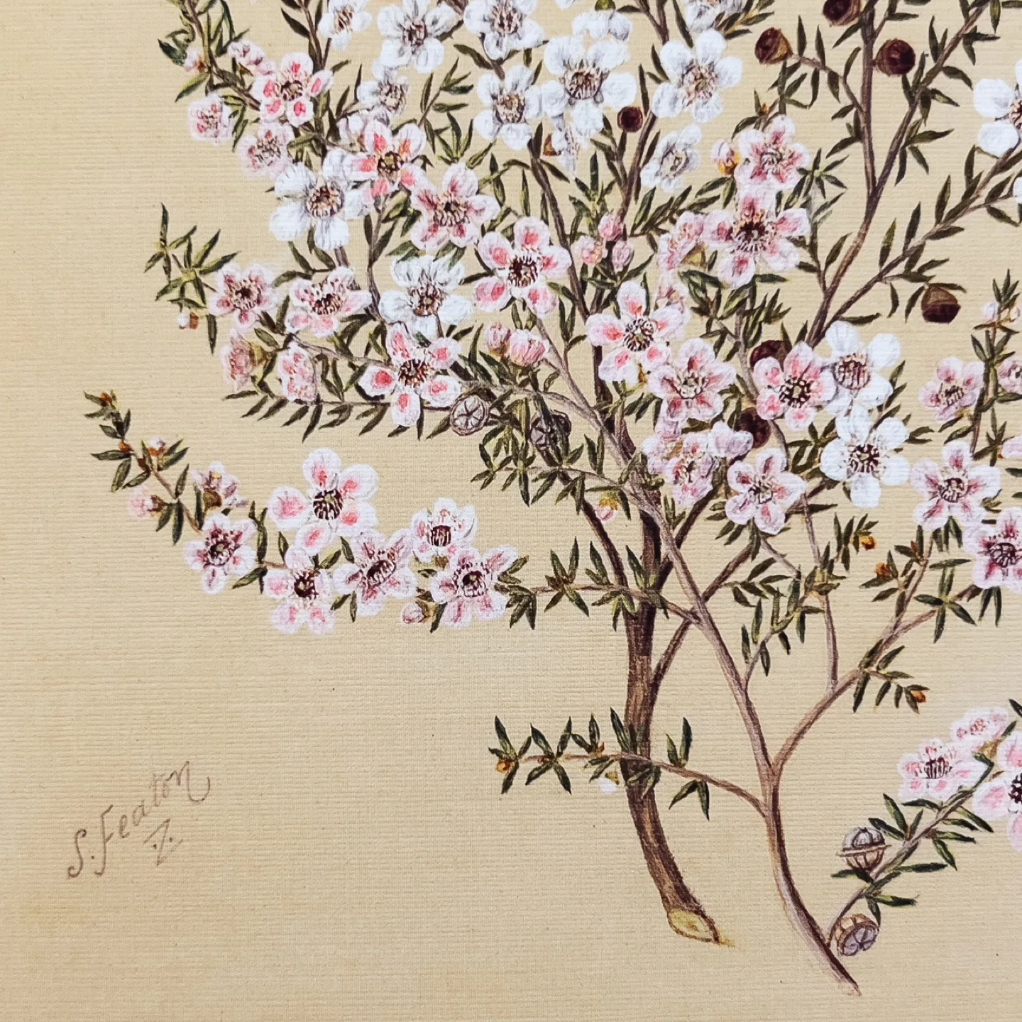 Manuka Flower Framed Vintage Art Print image indicator(4)