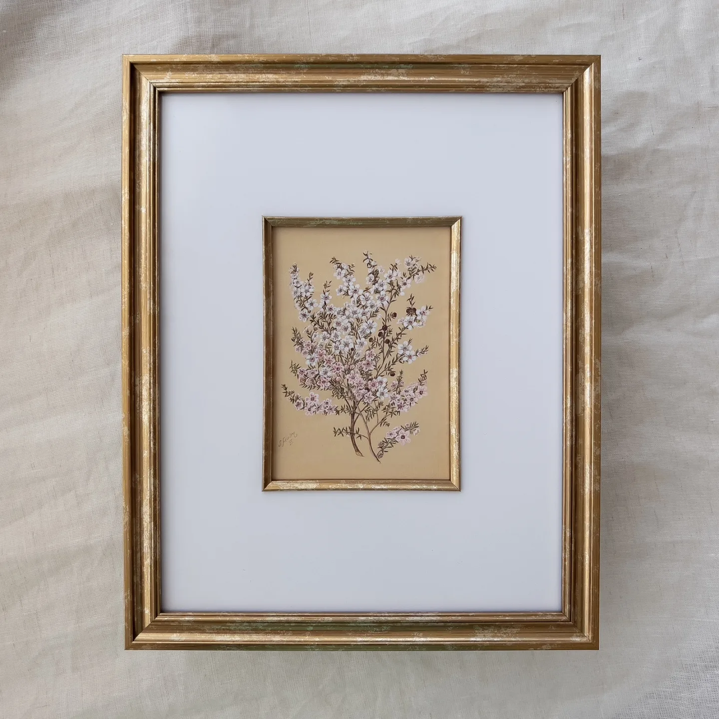 Manuka Flower Framed Vintage Art Print image indicator(2)