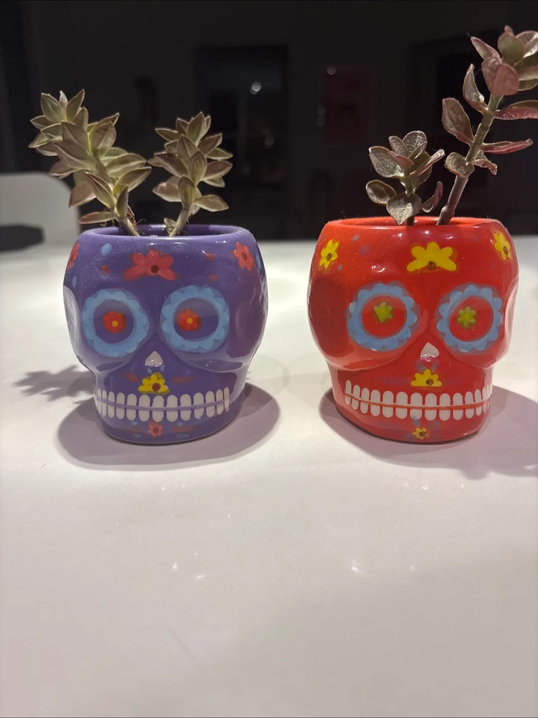 Skull Succulent Planters - perfect for Halloween thumbnail
