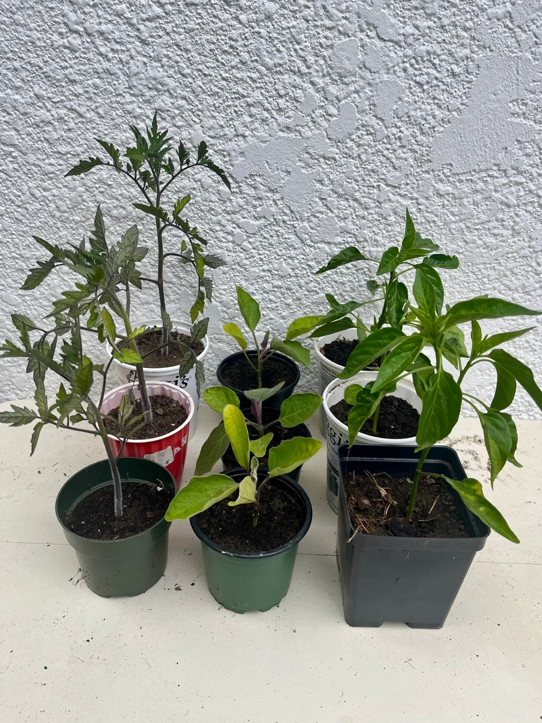 Tomato, eggplant & pepper plants thumbnail