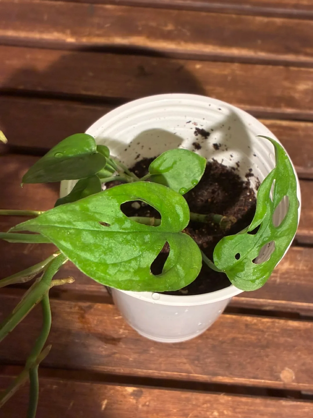 Monstera Adansonii Plant 🧡 thumbnail