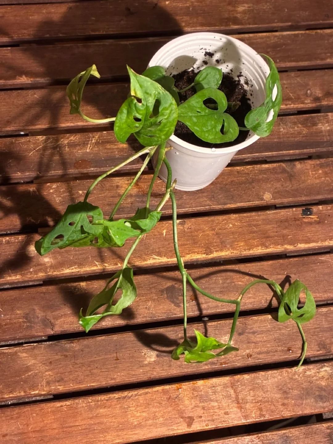 Monstera Adansonii Plant 🧡 image indicator(2)