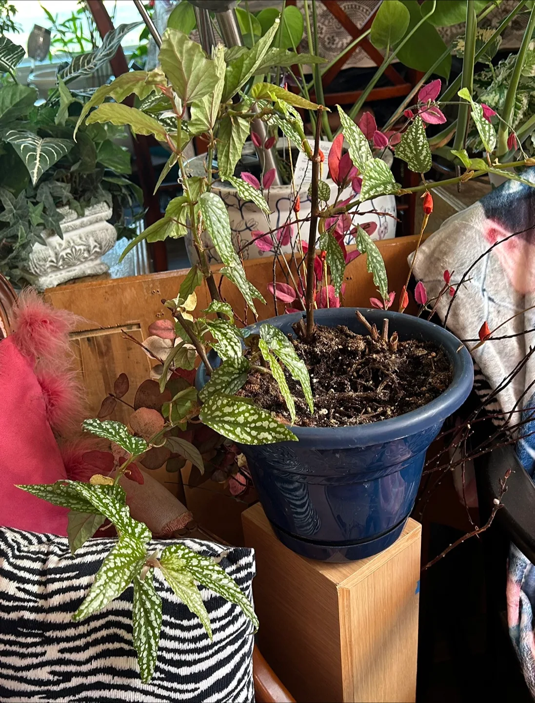 Potted Angel wing Begonia Plant thumbnail