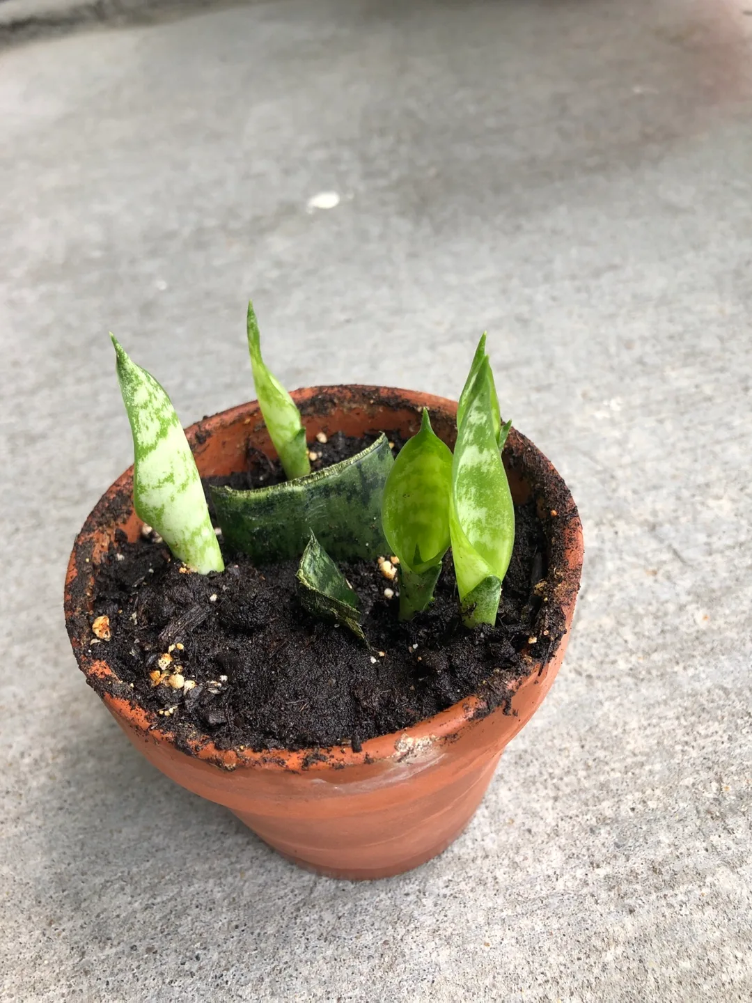 Potted Snake Plant 🧡 thumbnail