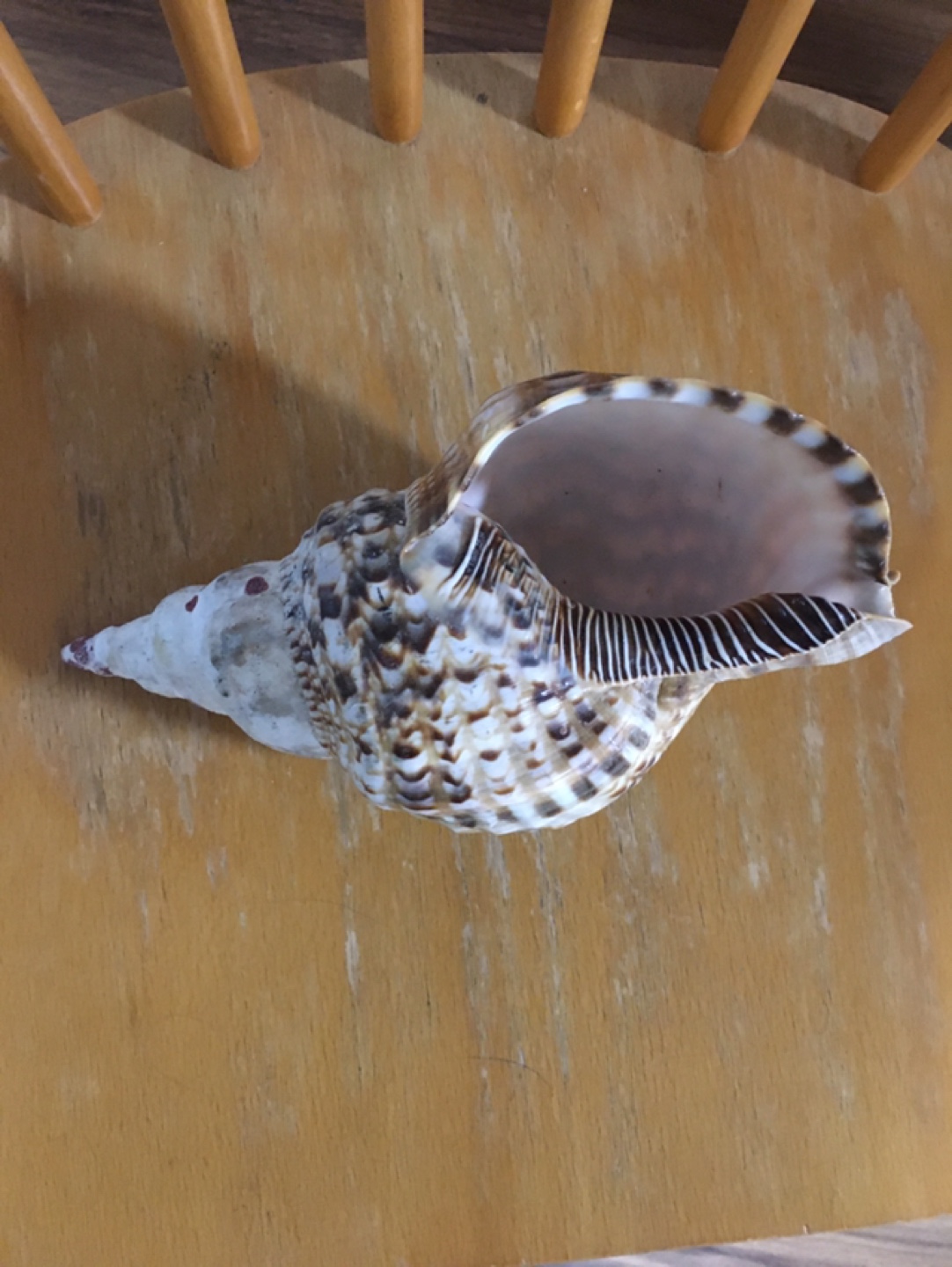 Seashell - photo 2