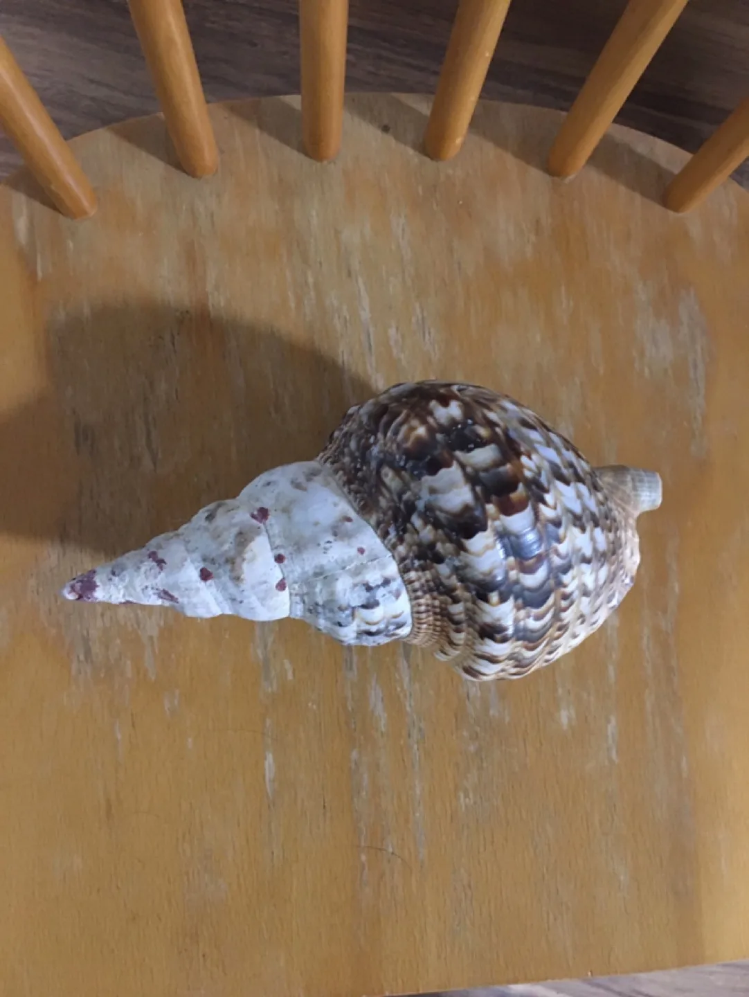 Seashell thumbnail