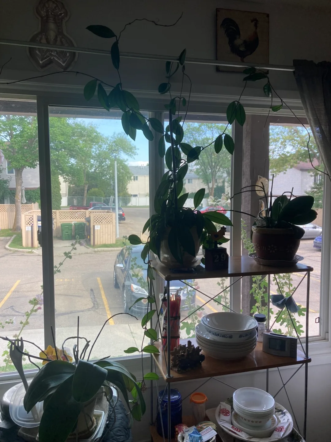 Selling Healthy Flowering Hoya thumbnail